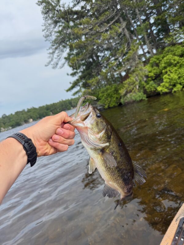 Largemouth bass held up with a green stick worm still hooked
