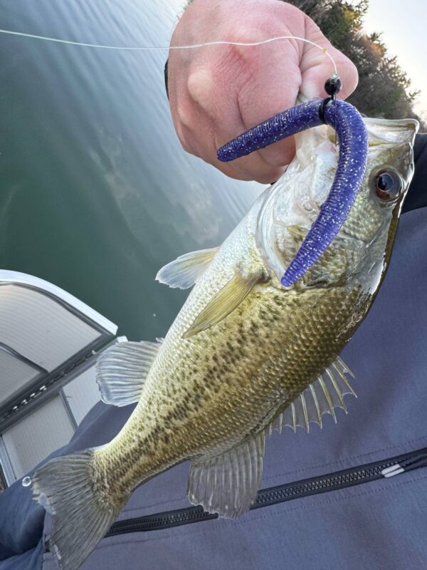 Bass caught on a purple hand-poured stick worm
