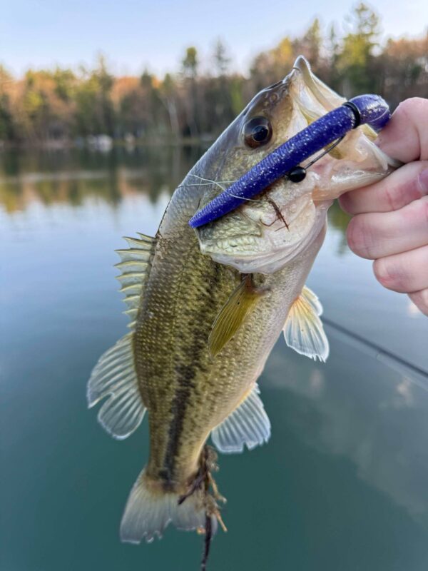 Bass caught on a blue hand-poured stick worm